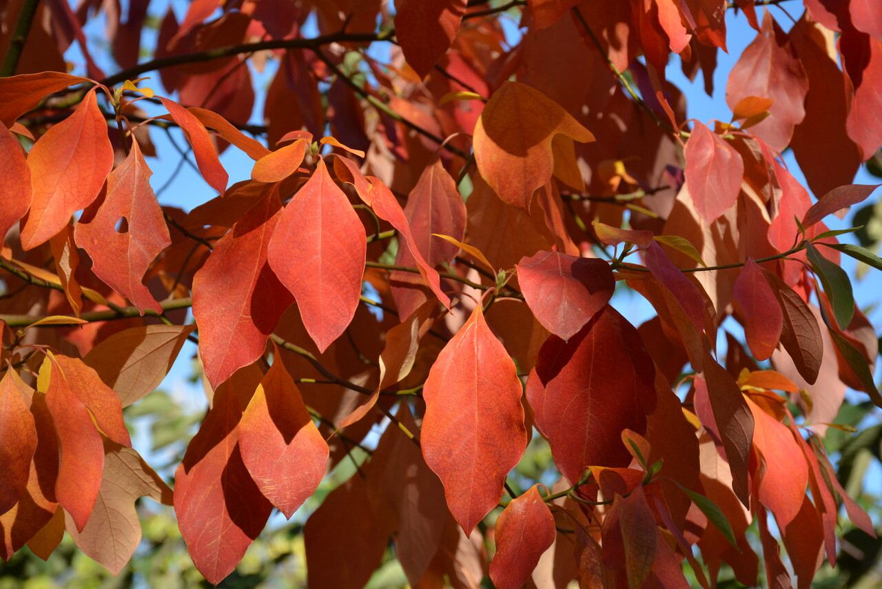Sassafras albidum | Sassafras - Pepinierele Van den Berk